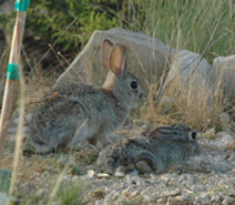 cottontails