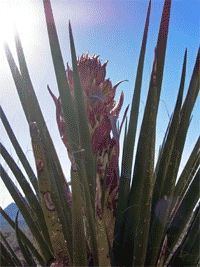 yucca_morning